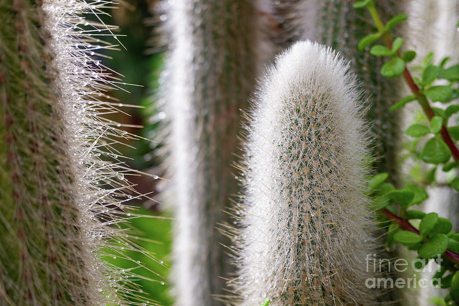 Spikes Of A White Cactus With Raindrops In The Fall. Photograph