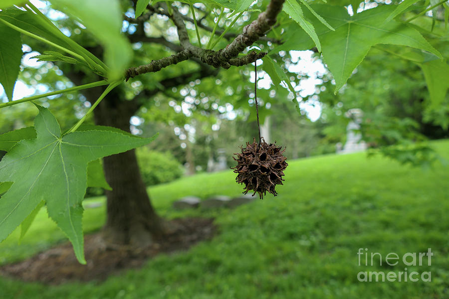 Spiky Burr Ball Hanging from the Tree Photograph by Bentley Davis