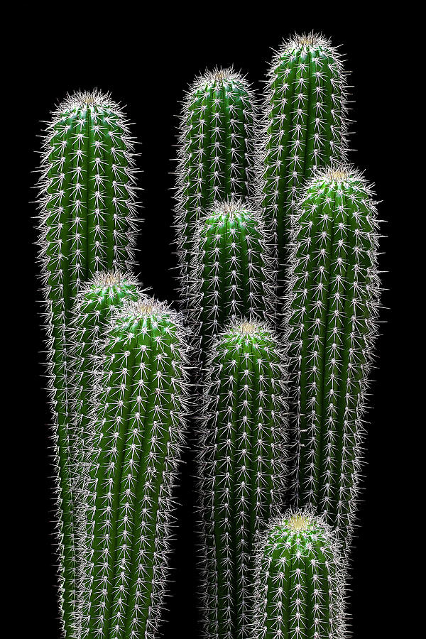 Spiky Photograph by Gary Geddes