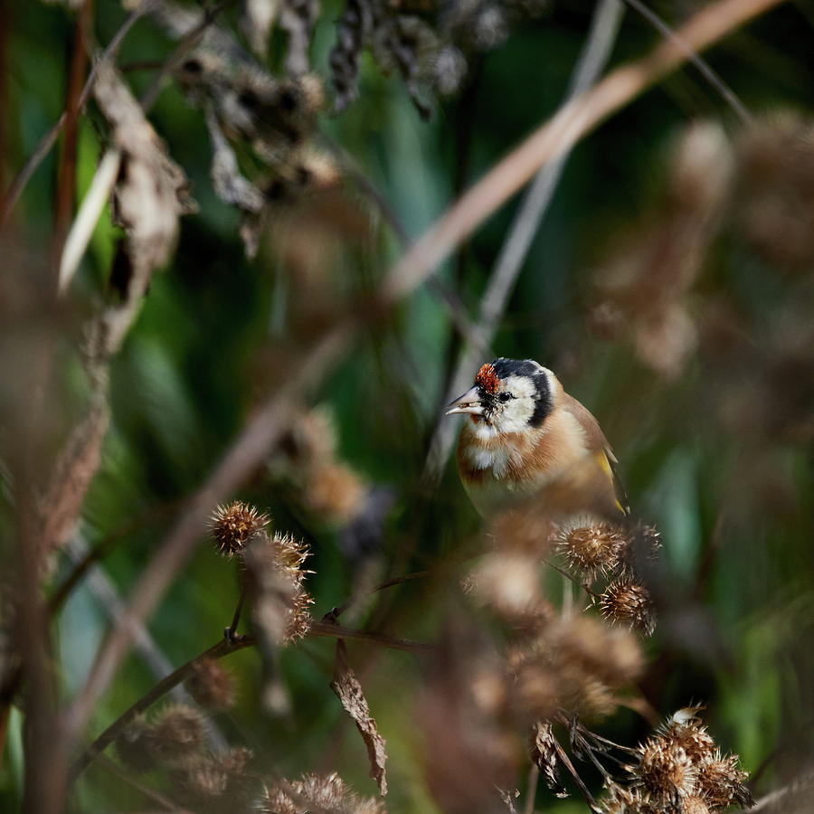 Spiky lunch. European goldfinch Photograph by Jouko Lehto