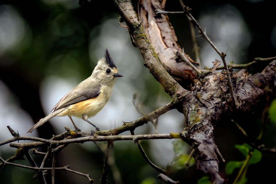 Spiky The Titmouse Photograph by Debra Martz Spiky The Titmouse Photograph by Debra Martz