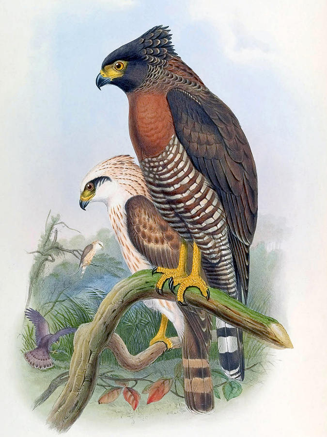 Spilornis rufipectus Drawing by Joseph Wolf