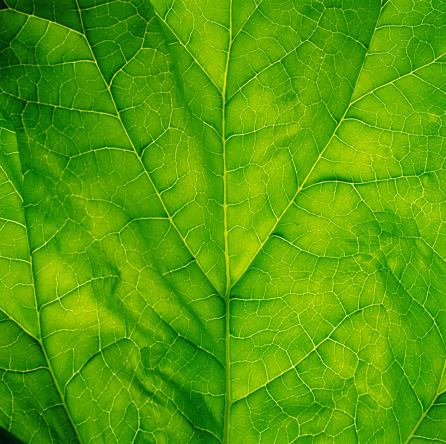 Spinach leaf, detail Photograph by Ryan McVay