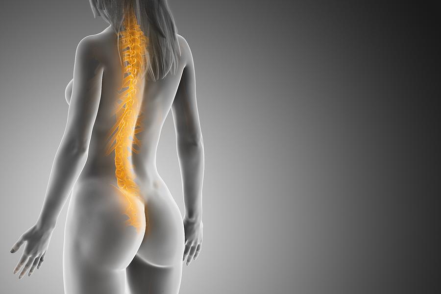 Spine, illustration Drawing by Sebastian Kaulitzki/science Photo Library