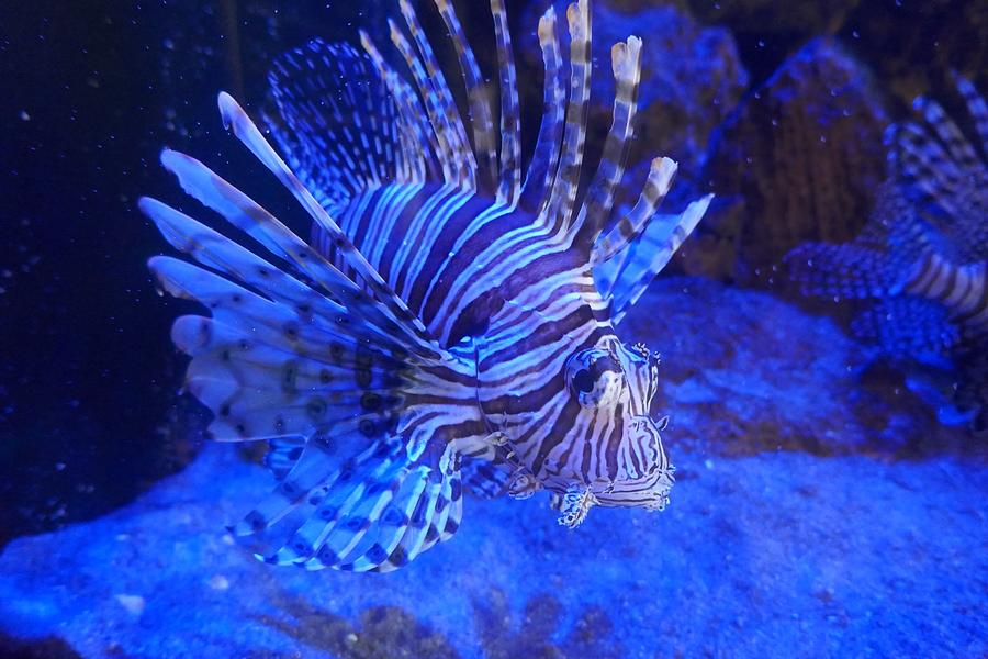 Spinefish Photograph by Marianne Porter - Fine Art America