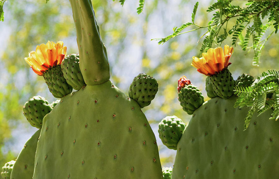 Spineless Prickly Pear Cactus Blooms Photograph by Marianne Campolongo