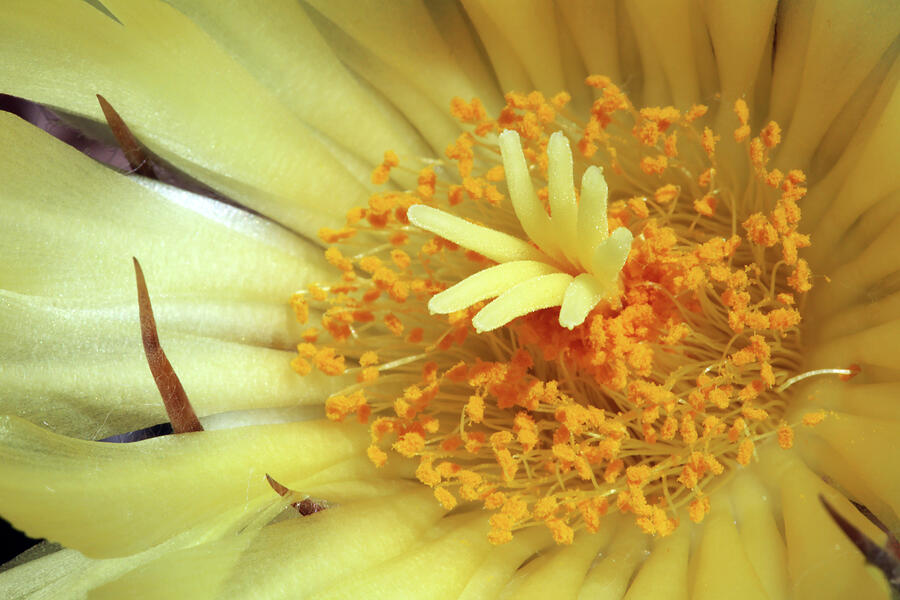 Flower Photograph - Spines and Satin-Astrophytum ornatum by Robin Street-Morris