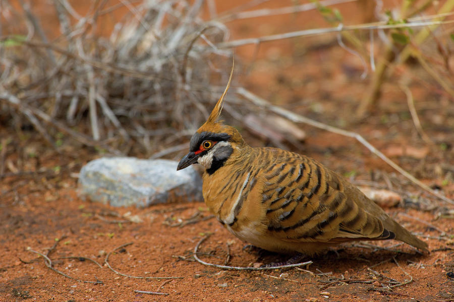 Spinifex Pigeon Photograph by JP Lawrence Pixels