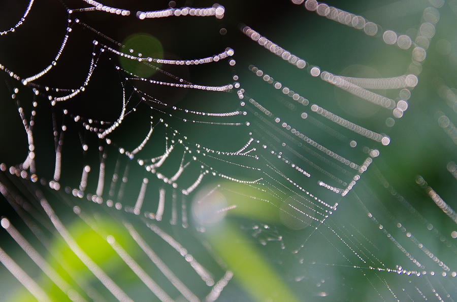 Spinnennetz mit frischem Morgentau Photograph by Roman Pretot