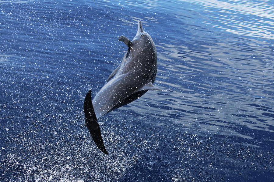 Spinner Dolphin Flip 8 Photograph by Michael Peak - Fine Art America