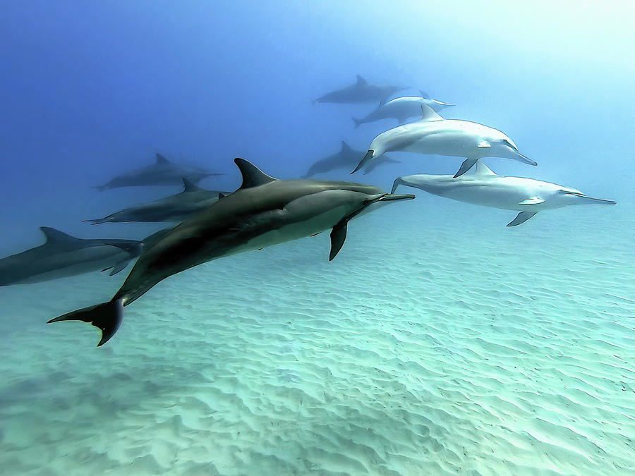 Spinner Dolphins At Electric Beach Photograph by Deborah League