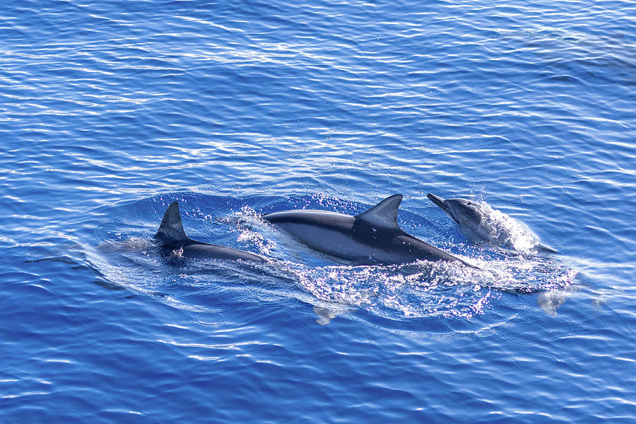 Spinner Dolphins I Photograph by Stefan Mazzola