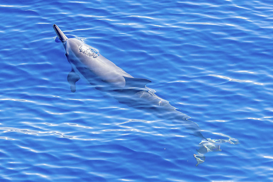 Spinner Dolphins II Photograph by Stefan Mazzola