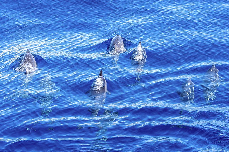 Spinner Dolphins III Photograph by Stefan Mazzola