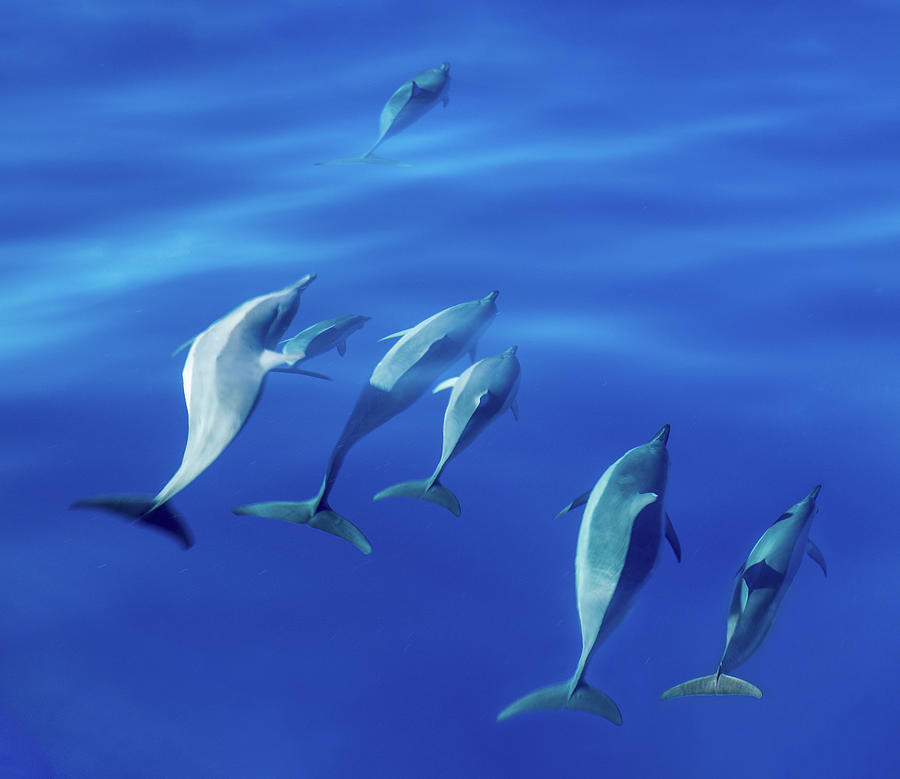 Spinner dolphins off coast of Kauai with leader clearly winning  Photograph by Steven Heap