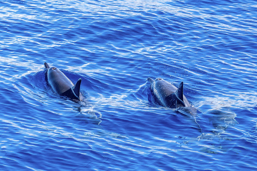 Spinner Dolphins V Photograph by Stefan Mazzola