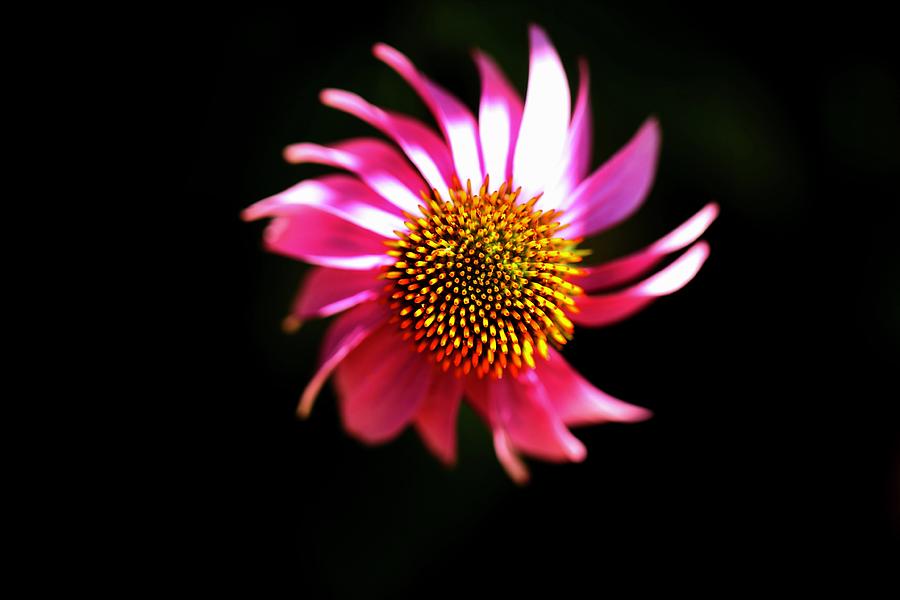 Spinning flower Photograph by Siyano Prach