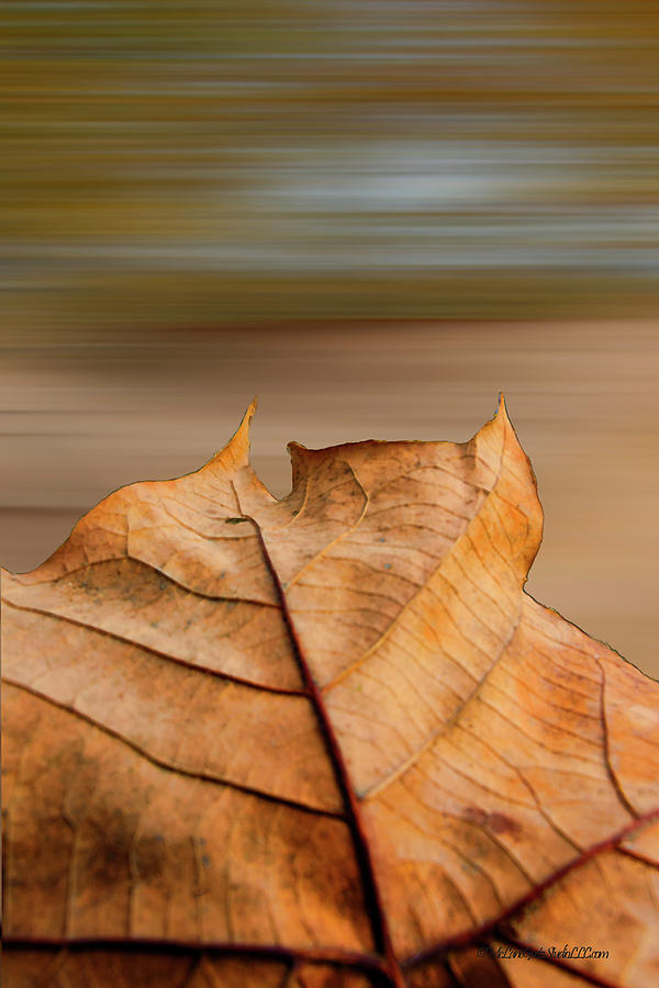 Spinning Into Fall Photograph