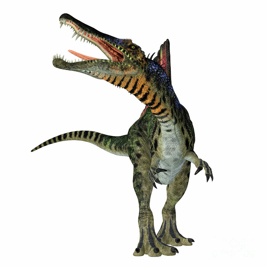 Spinosaurus Dinosaur on White Digital Art by Corey Ford