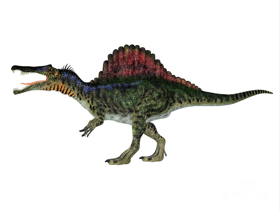 Spinosaurus Dinosaur Side Profile Digital Art by Corey Ford