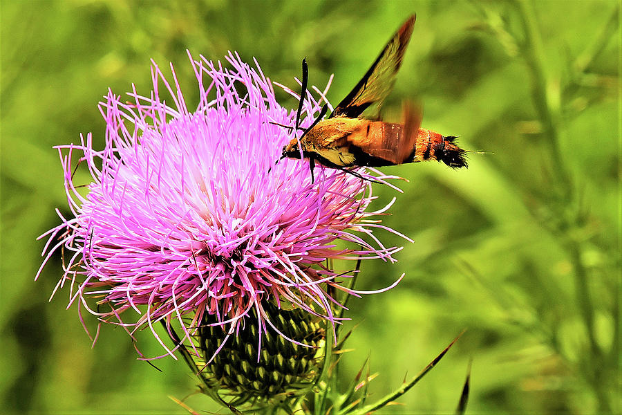Spinx Moth Photograph
