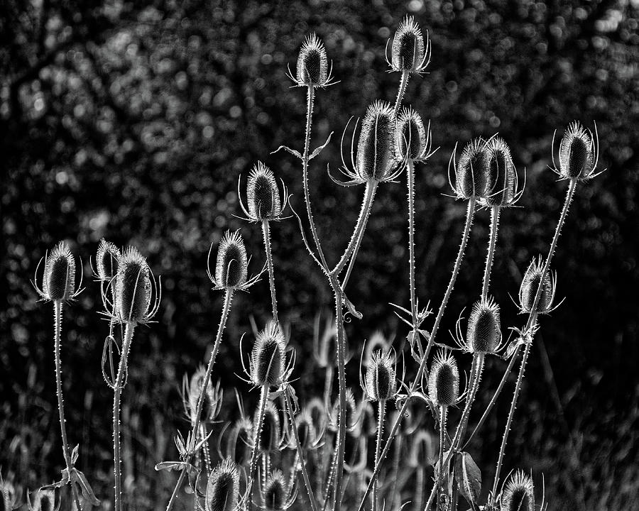 Spiny Alien Invaders -- Dry Teasel Flowers at E.E. Wilson Game Management Area, Oregon Photograph by Darin Volpe