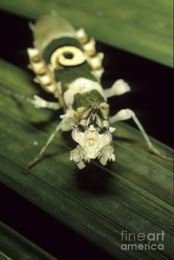 Spiny flower mantis Photograph by Francesco Tomasinelli