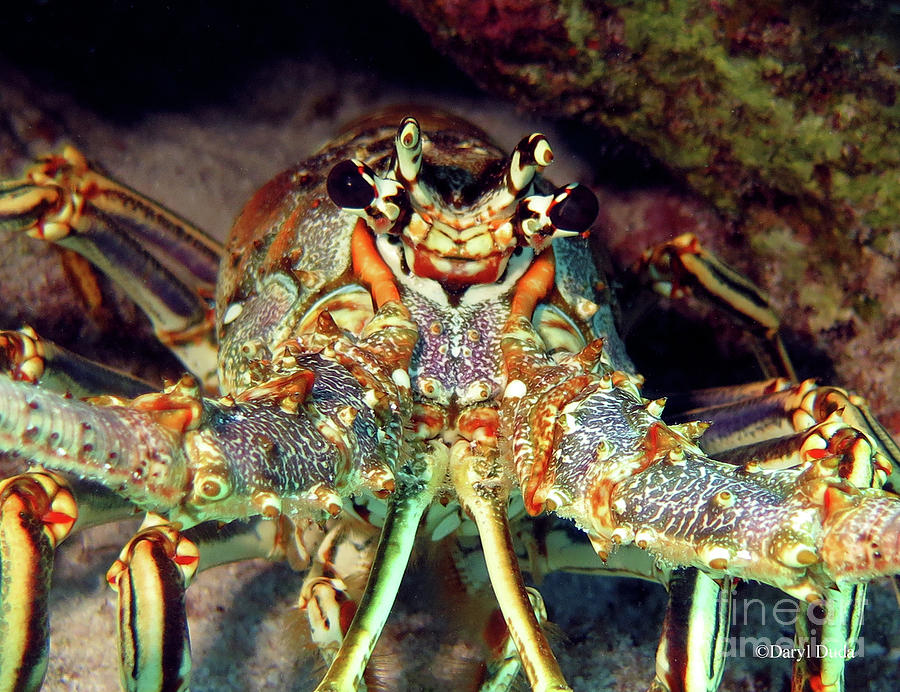 Spiny Lobster 112 Photograph by Daryl Duda