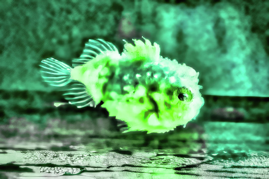 Spiny Lumpsucker Fish Digital Art by Bruce Block