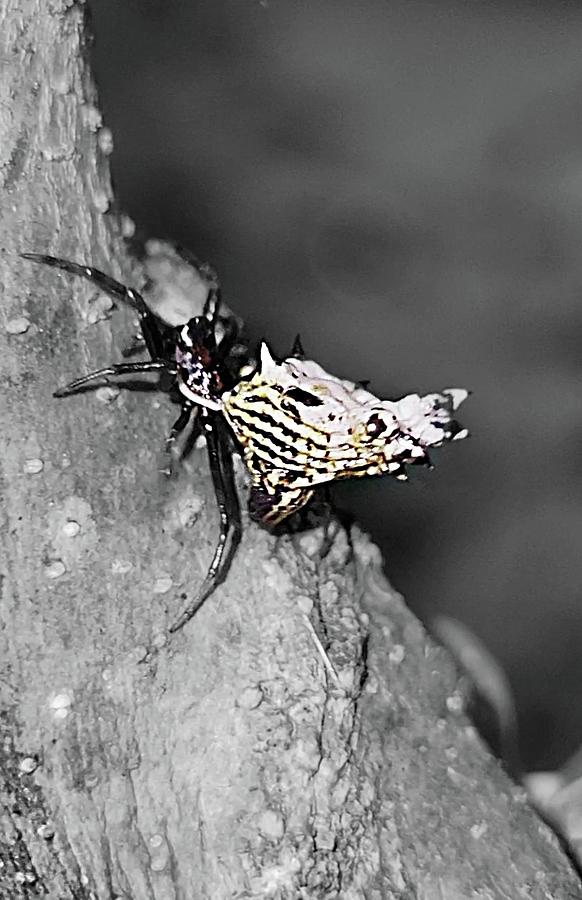 Spiny Orb Weaver  Photograph by Ally White