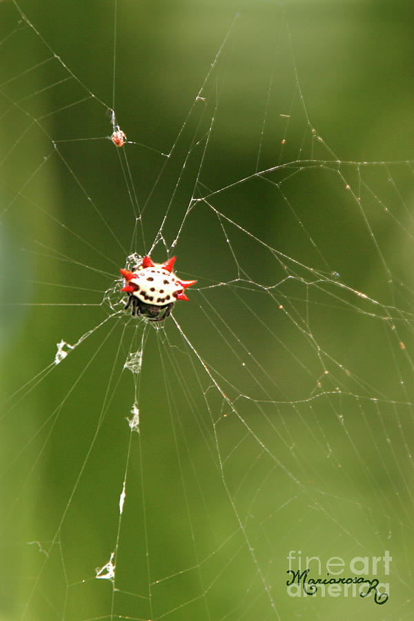 Spiny Orb-weaver Photograph by Mariarosa Rockefeller