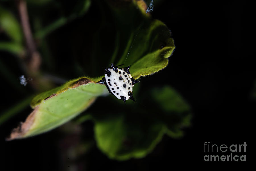 Spider Photograph - Spiny orb-weaver spider by JaMarcus Bullock