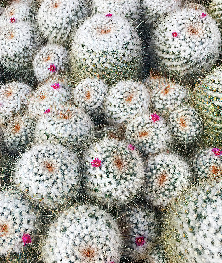 Spiny Pincushion Cactus Cluster With Magenta Flowers Photograph by Deborah League