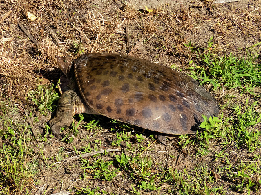 Spiny Softshell Turtle 2 Photograph by J M Farris Photography - Fine ...