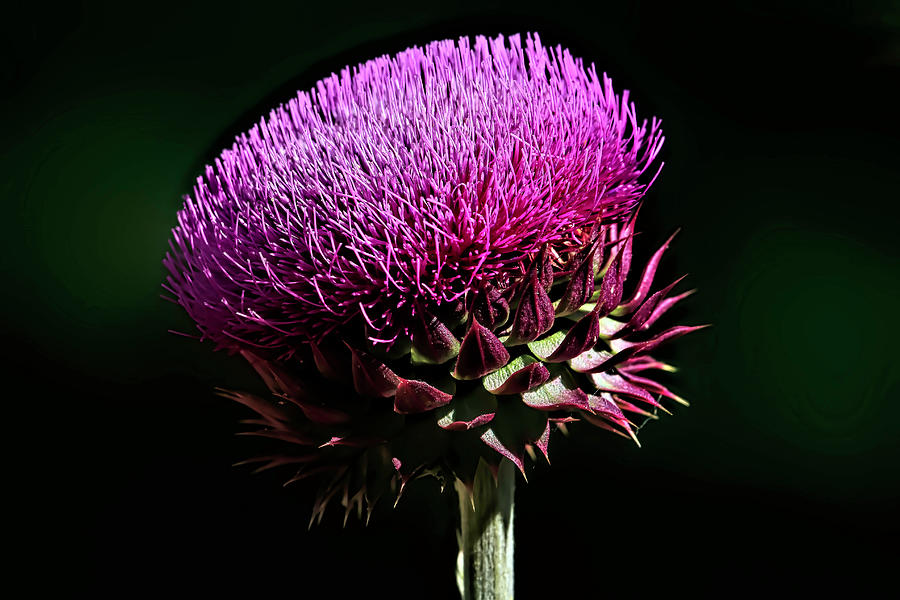 Spiny Thistle Photograph by Donna Kennedy