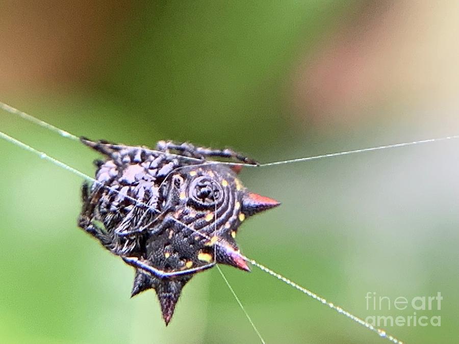 Spinybacked Orbweaver Photograph by Catherine Wilson