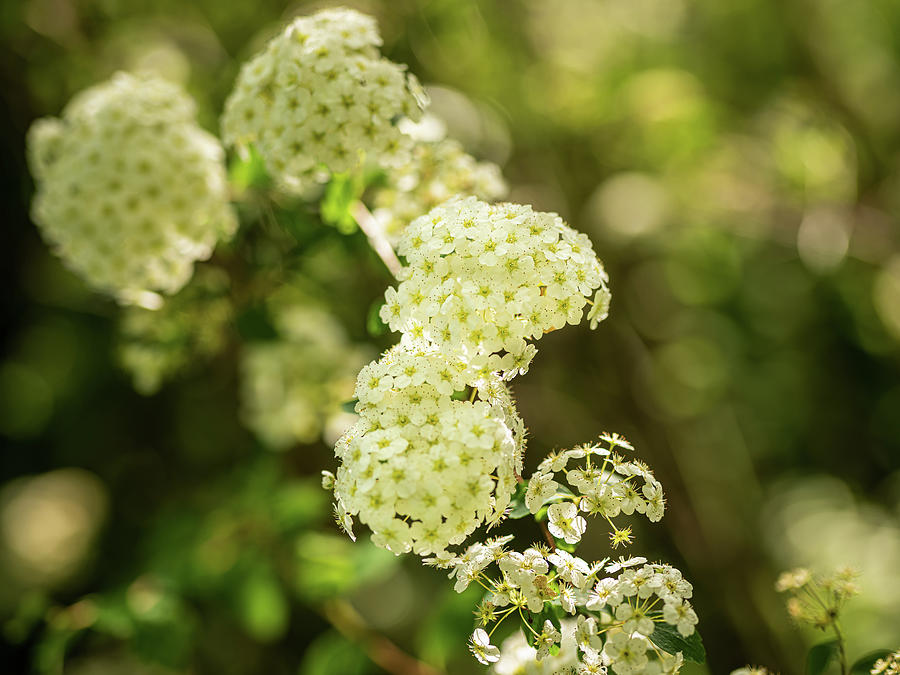 Spiraea cantoniensis Photograph by Average Images