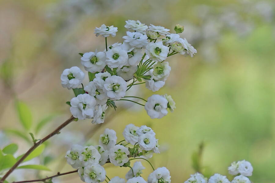 Flower Photograph - Spiraea Prunifolia Plena or Bridal Veil by Lyuba Filatova