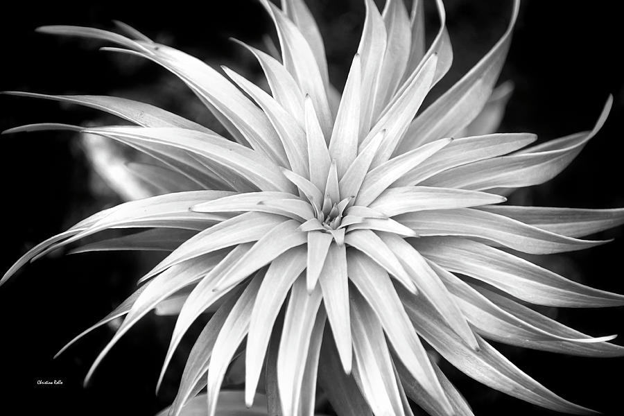 Spiral Black and White Photograph by Christina Rollo