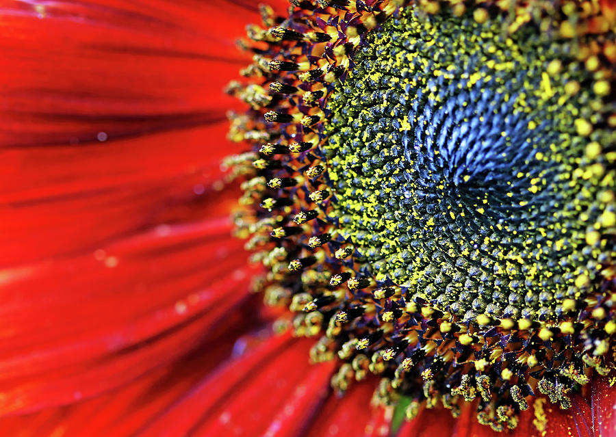 Spiral Center Of Sunflower Photograph by Debbie Oppermann