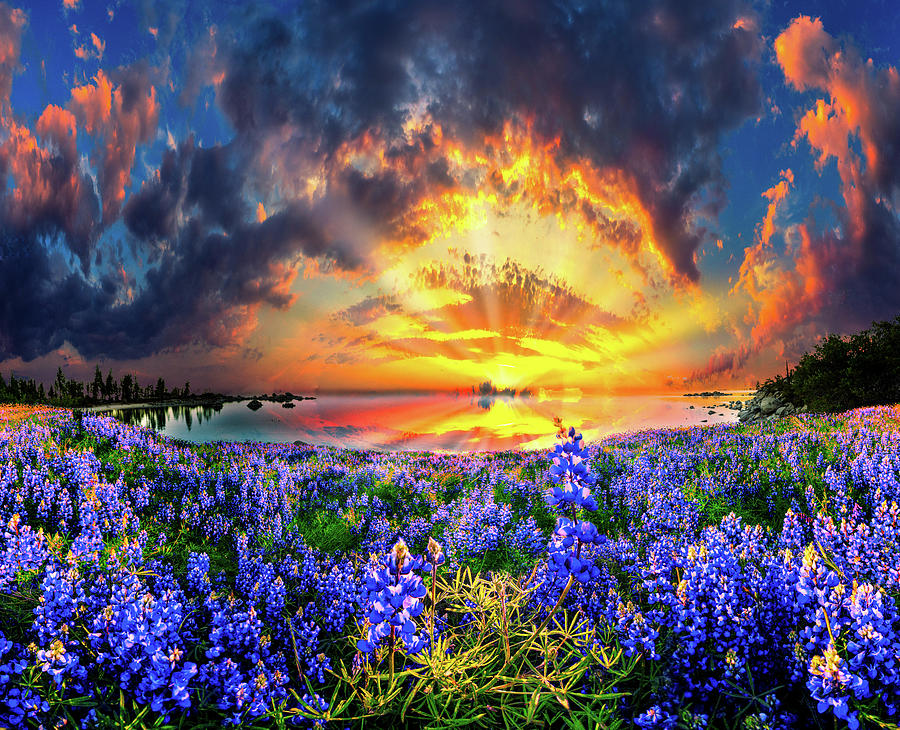 Spiral Golden Blue Lavender Wildflower Sunset  Photograph by Eszra Tanner