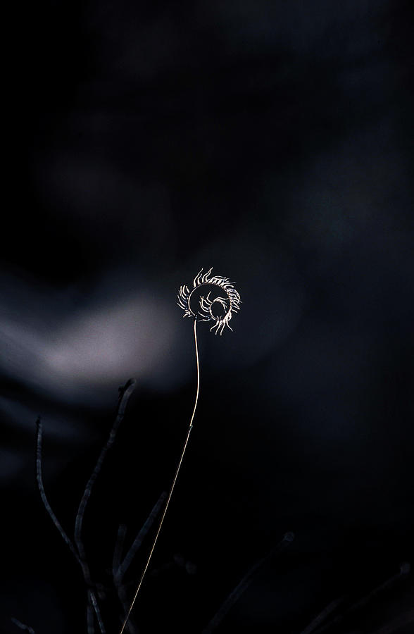 Spiral Grass Photograph by Santa Fe - Fine Art America