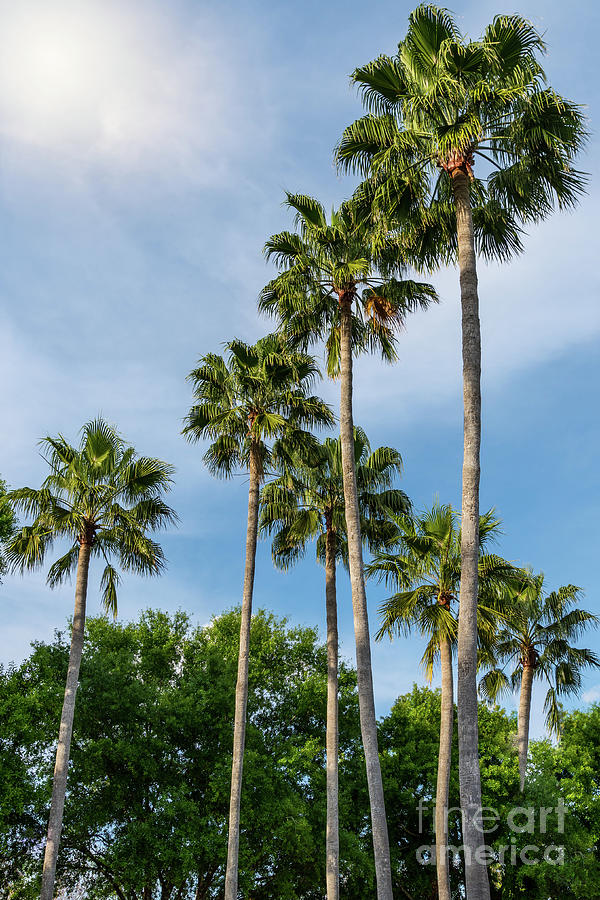Spiral Palm Trees Photograph by Jennifer White