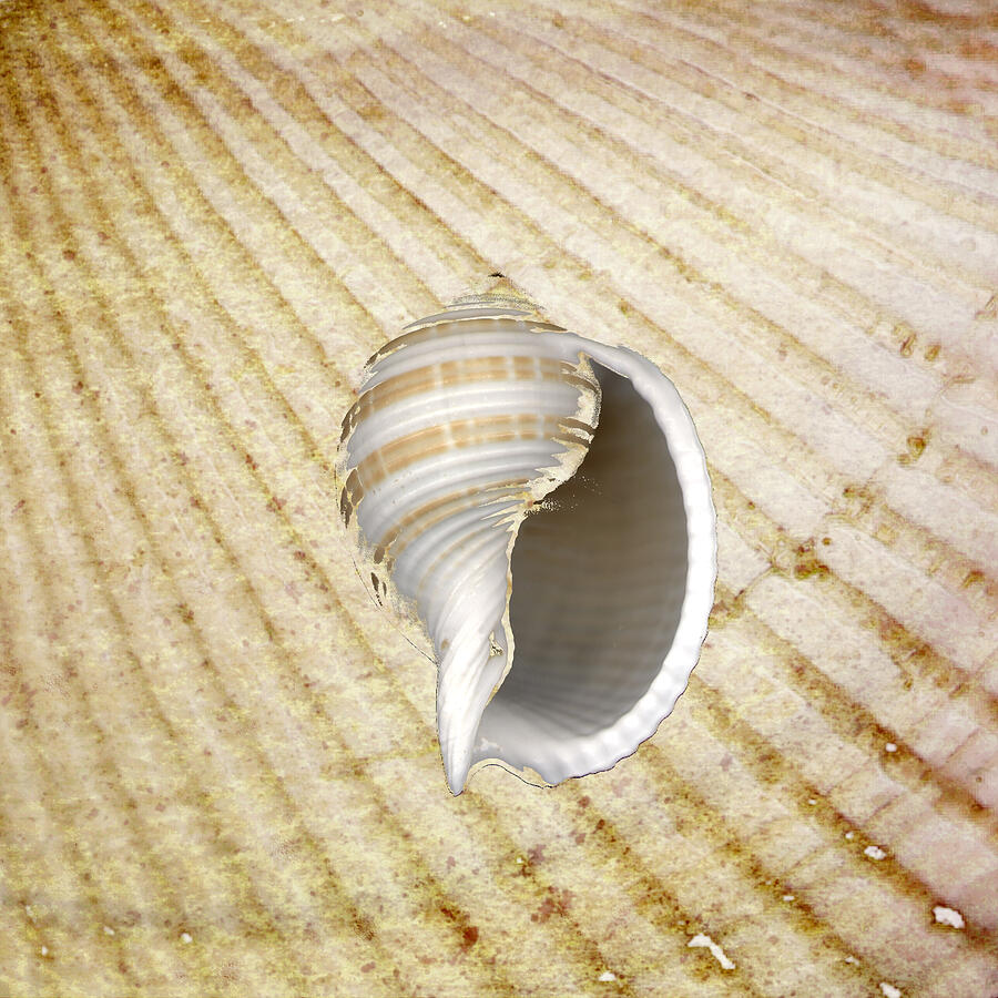Spiral Seashell on Sandy Background Drawing by Jeff Venier