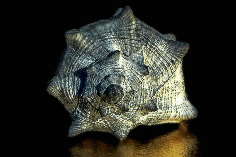 Spiral Shell 2 Photograph by Wolfgang Stocker