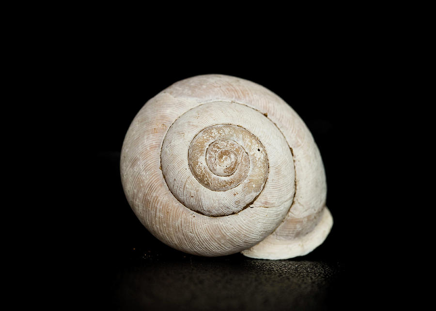 Spiral Shell  Photograph by Amelia Pearn