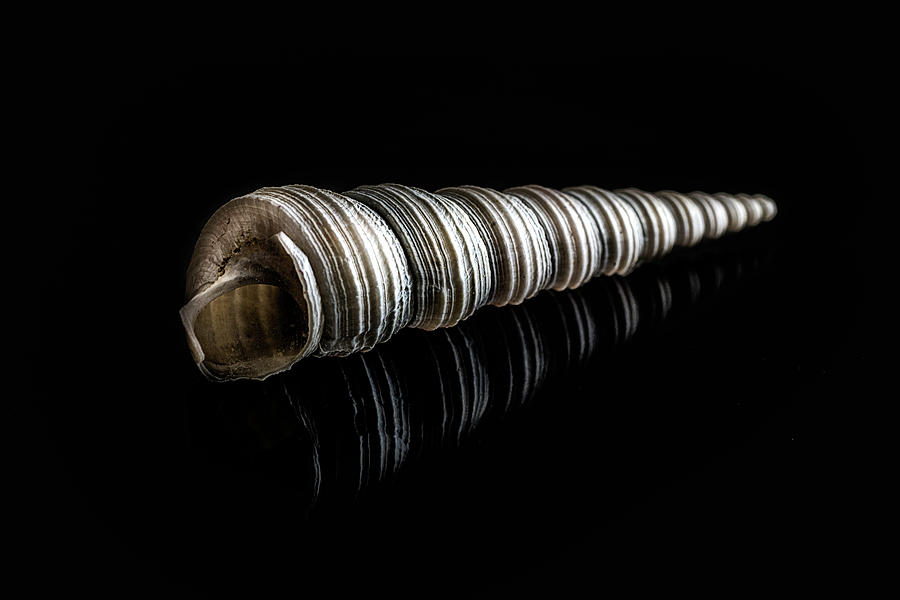Spiral Shell Photograph by Wolfgang Stocker