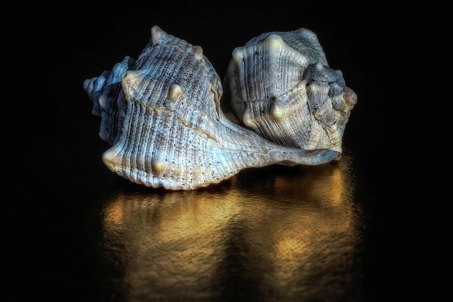 Spiral Shells Photograph by Wolfgang Stocker