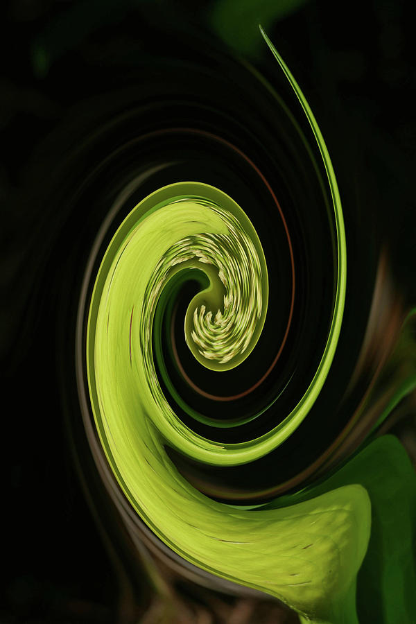 Spiral skunk cabbage  Photograph by Steve Estvanik