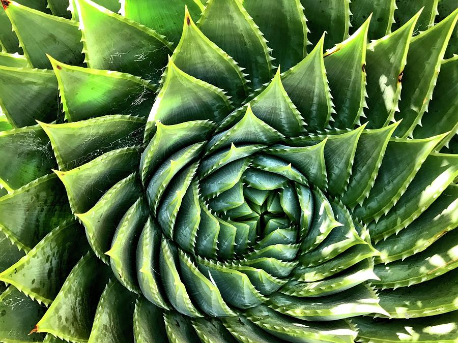 Spiral Succulent Photograph by Julie Gebhardt